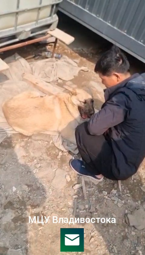 Video frame: a man in a dark jacket and jeans kneels beside a large tan dog lying on a cloth on rubble-strewn ground next to a container cabin. Watermark: МЦУ Владивостока.